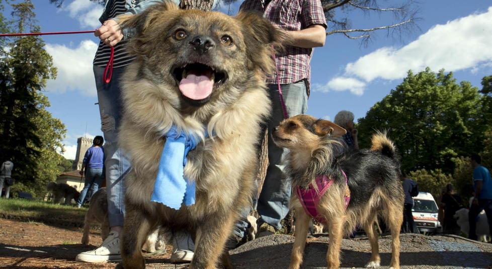 Cani a passeggio nel parco termale di Montecatini durante una edizione del “Dog Pride Day” (Foto Nucci)