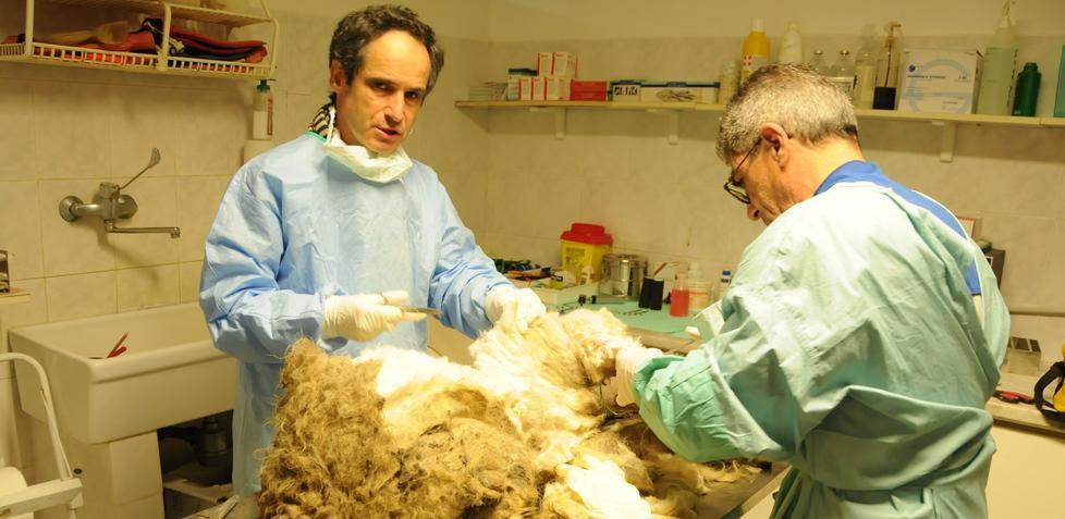 Uil: «No al precariato i veterinari devono essere stabilizzati» 