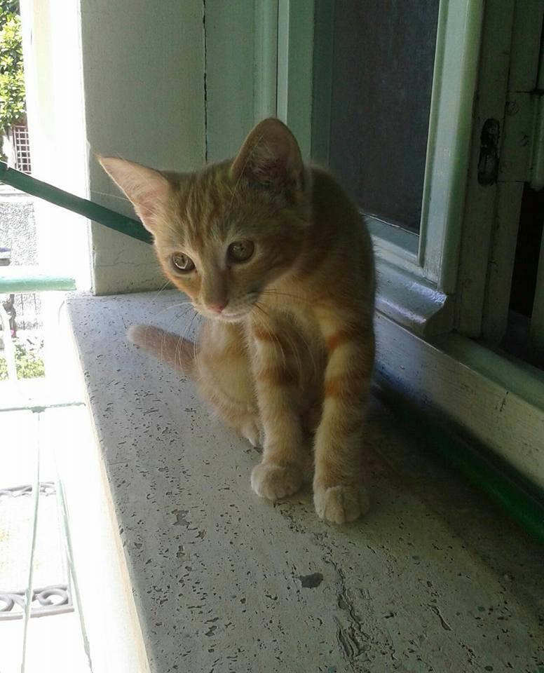 Ginny, gattina contesa: «Chi l’ha ritrovata non la vuol restituire»