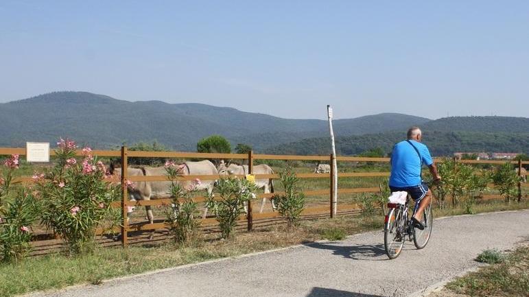 Tutti in sella alla bicicletta per pedalare lungo la costa