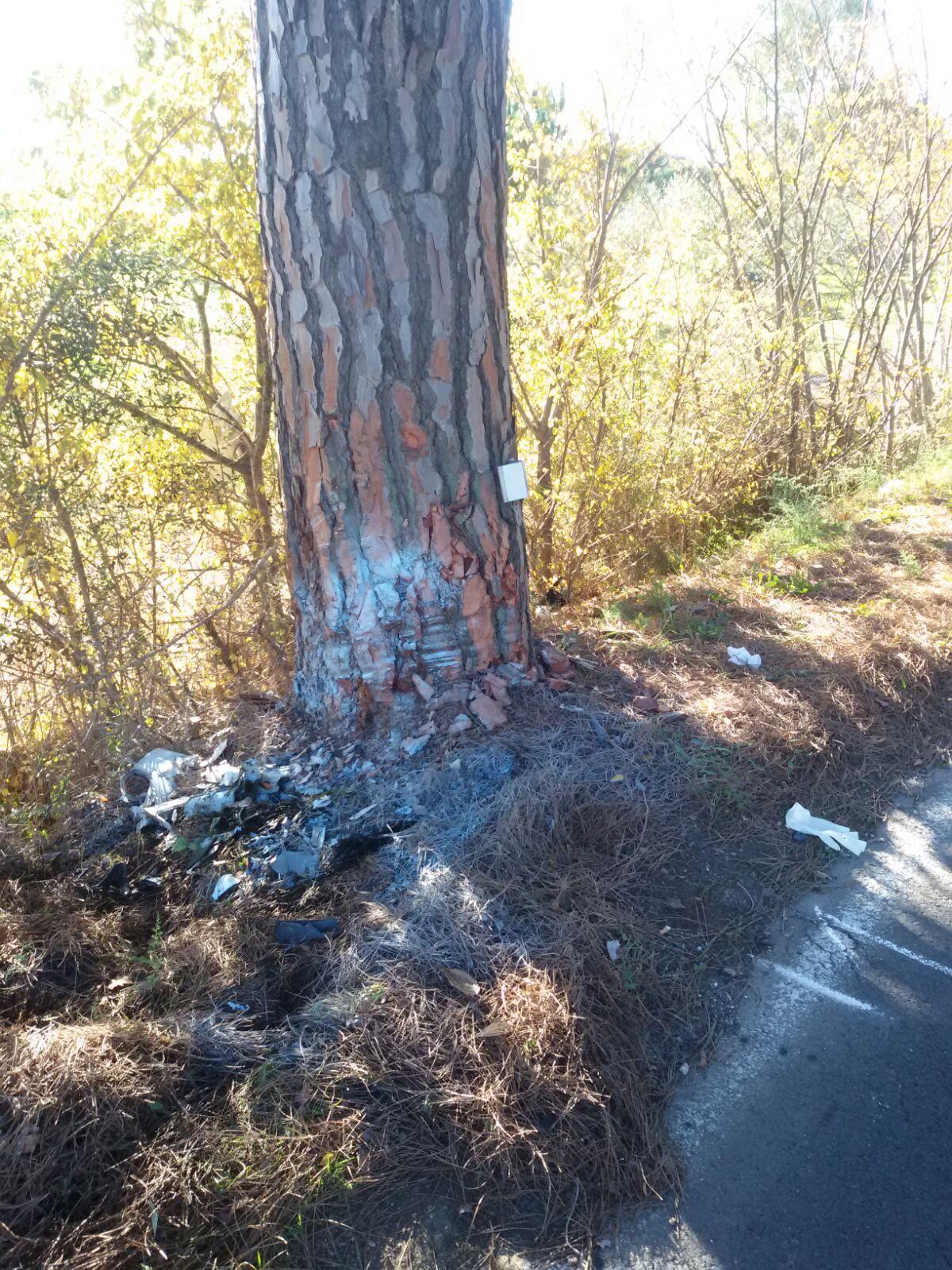 L'albero contro cui si è schiantata l'auto (foto Paolo Barlettani)