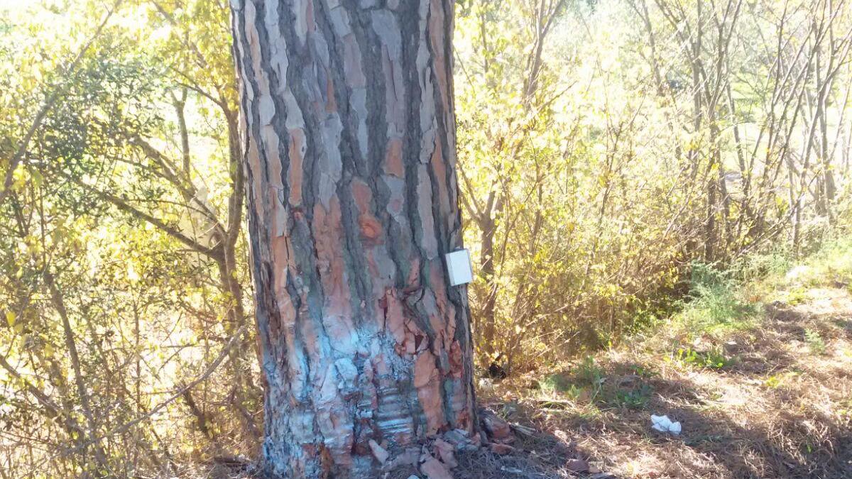 L'albero contro cui si è schiantata l'auto (foto Paolo Barlettani)