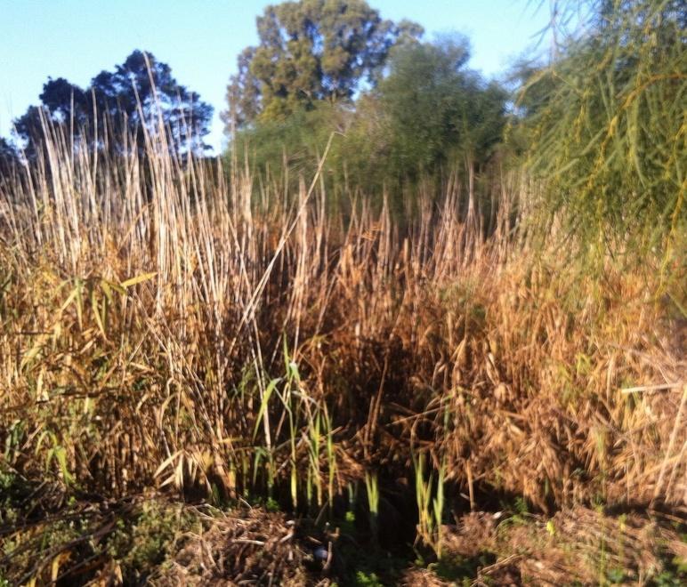 Siniscola, il canale di scolo è ricoperto dalla vegetazione