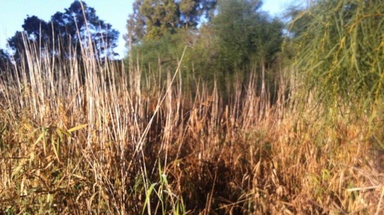 Siniscola, il canale di scolo è ricoperto dalla vegetazione