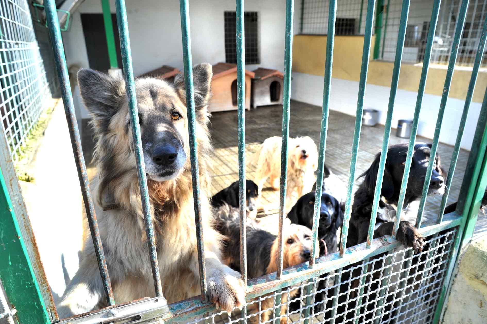 Il Rifugio dell'Enpa ospita i cani dei senza tetto