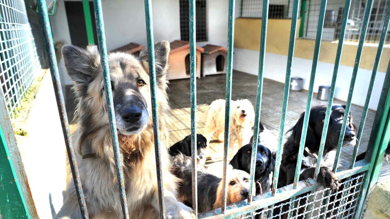 Il Rifugio dell'Enpa ospita i cani dei senza tetto