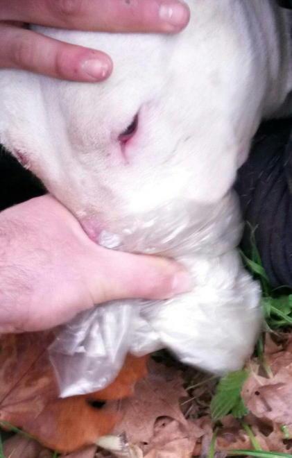«Così ho salvato quella bambina dal bull terrier»