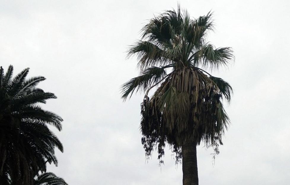 Anche la palma è praticamente ko 