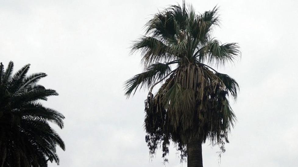 Anche la palma è praticamente ko