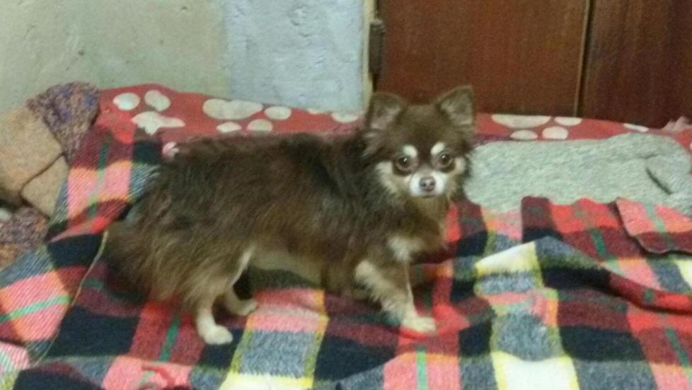 Cuccioli buttati via come rifiuti Almeno sei i casi denunciati 