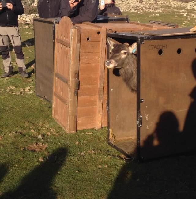 Uno dervi sardi trasferiti in Corsica