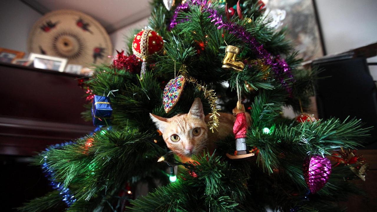Addobbi di Natale ad alto rischio per cani e gatti