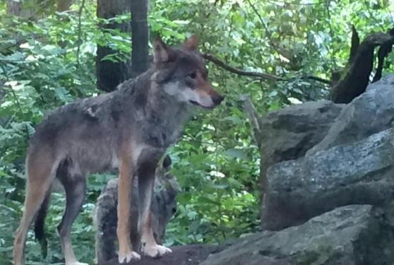 Lupo o cane selvatico, avvistamento denunciato ai vigili 