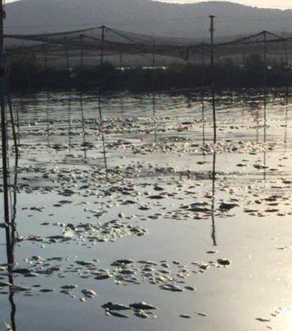 «Mai convocata la commissione laguna»