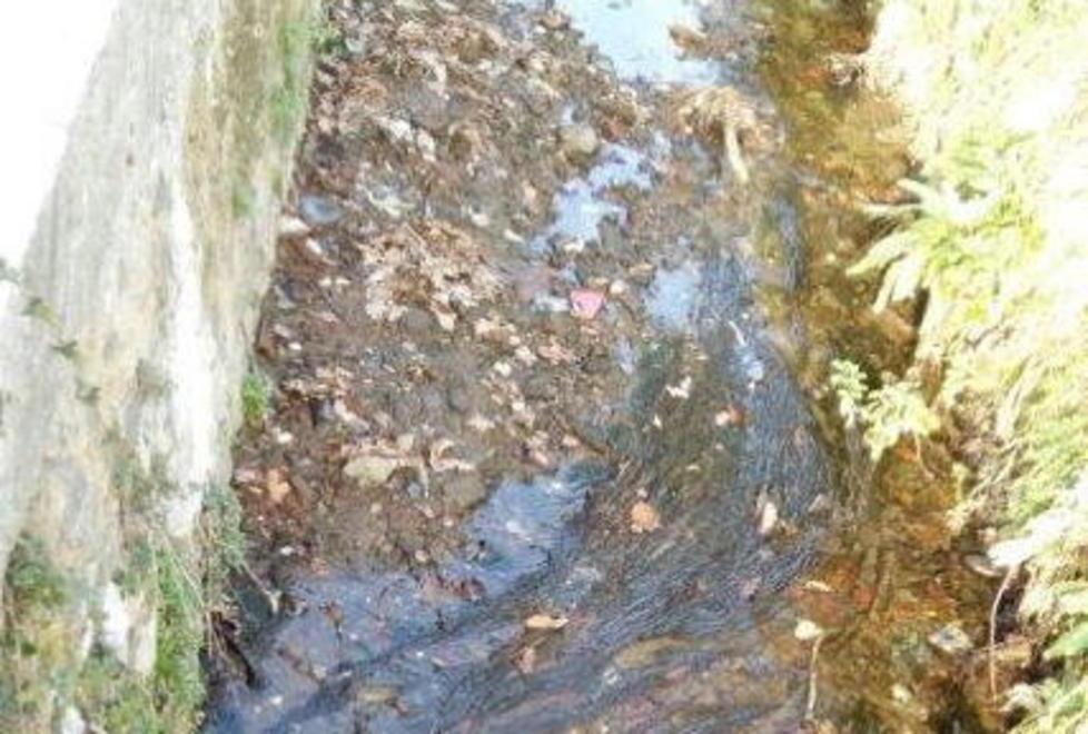 Pesci a rischio per l’assenza di acqua 