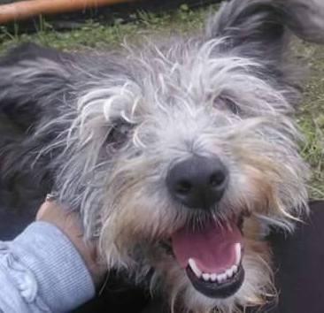 Appello da Canossa per ritrovare la cagnolina Pucci