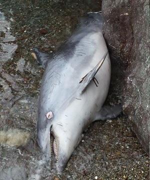 Il delfino ritrovato nella spiaggia del Rogiolo (foto Arpat)