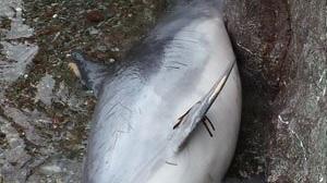 Il delfino ritrovato nella spiaggia del Rogiolo (foto Arpat)