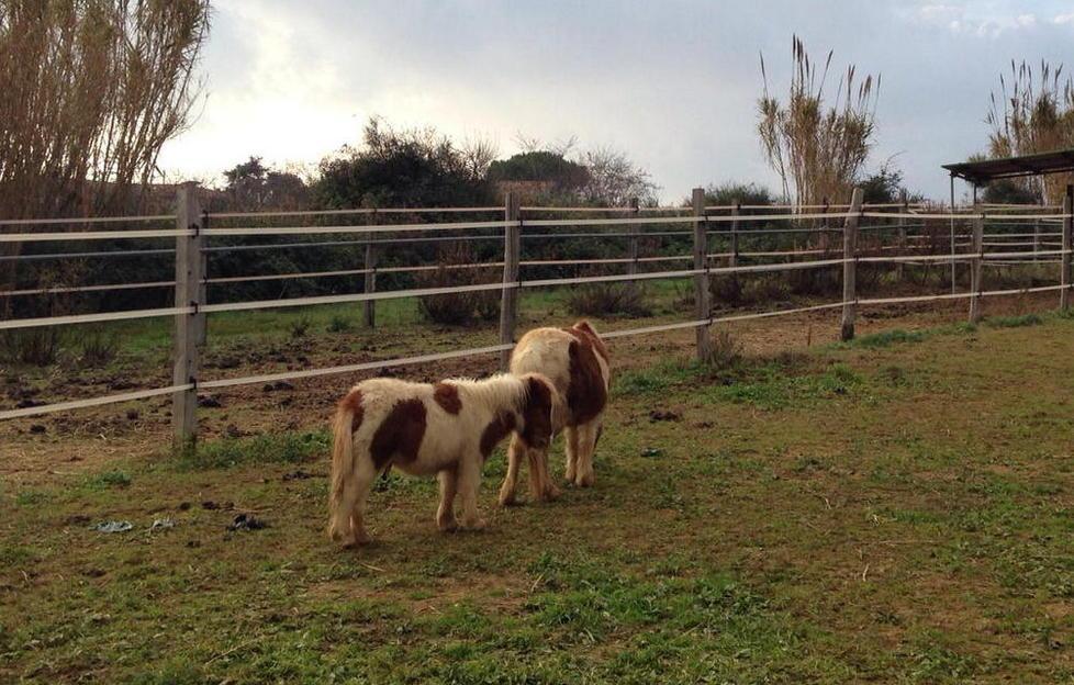 I due pony salvati adesso ospiti all'azienda San Marco