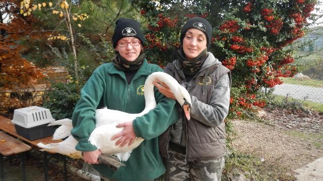 Campogalliano e Castelvetro: salvati un cigno e un tasso dai volontari