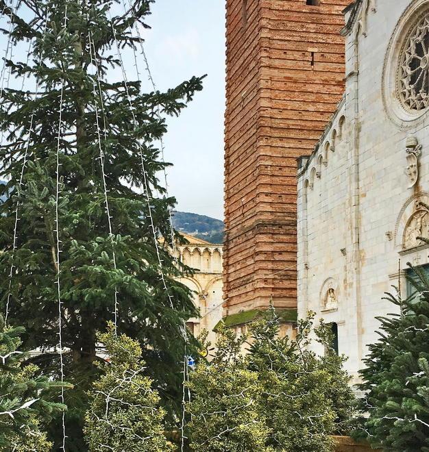Le piante pistoiesi faranno da cornice alla piazza del Duomo di Pietrasanta 