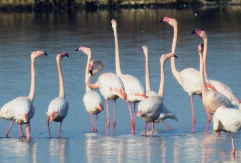 Invasione di fenicotteri, il Natale sulla Laguna è rosa
