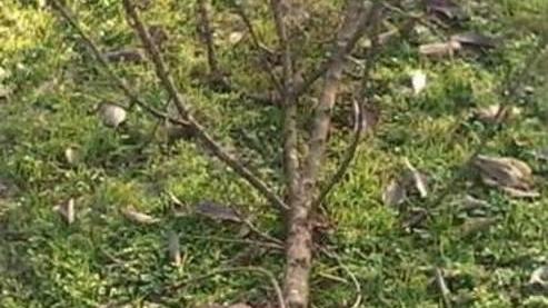 Alberi danneggiati da vandali nel parco di via Manicardi