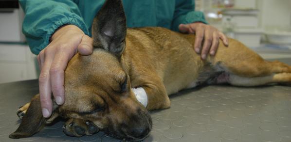 Bocciato il trasferimento del servizio veterinario 