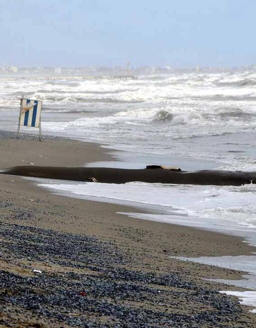 La Bandiera Blu e i cantieri a Partaccia La ricetta del rilancio 