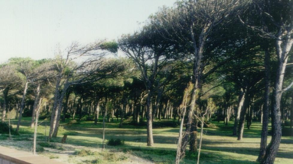 Lavoratori Sbs, impiego annuale in Ente Foreste