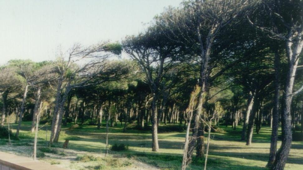 Lavoratori Sbs, impiego annuale in Ente Foreste