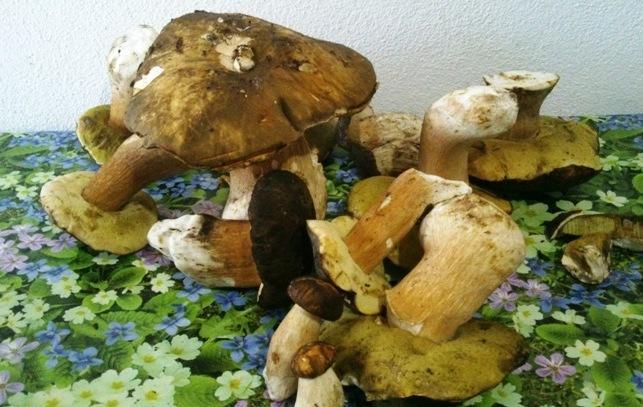 “Fungus in tabula” va allo chef Paolo Soru 