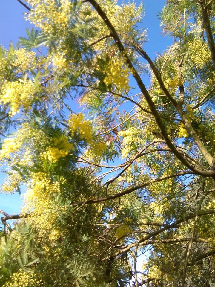 Le mimose nello scatto di una lettrice, Michela Demi