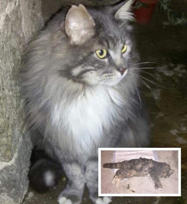 Romeo, il gatto di Arcidosso
