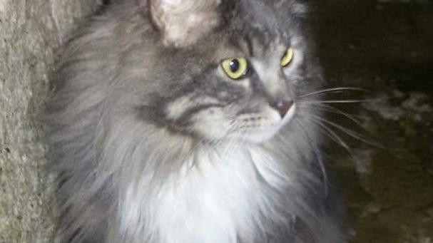 Romeo, il gatto di Arcidosso