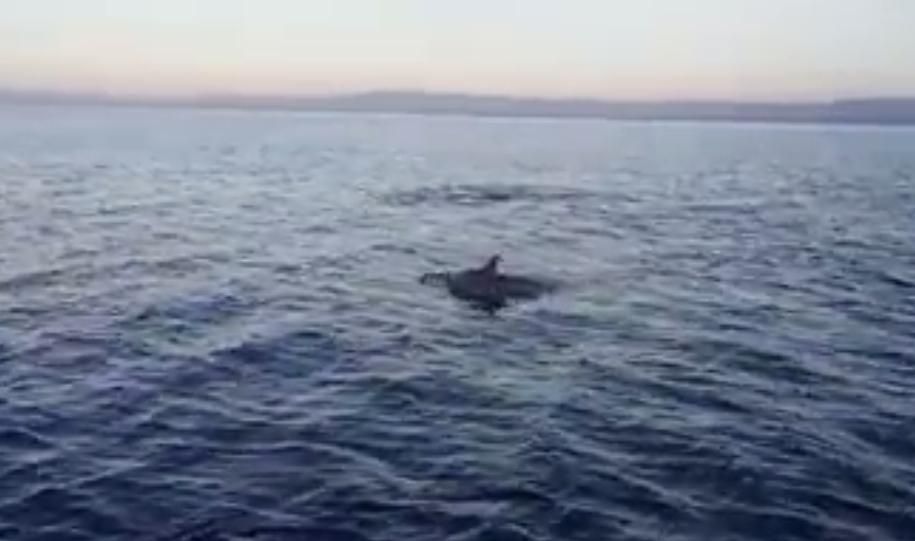 Un momento dell'avvistamento dei delfini