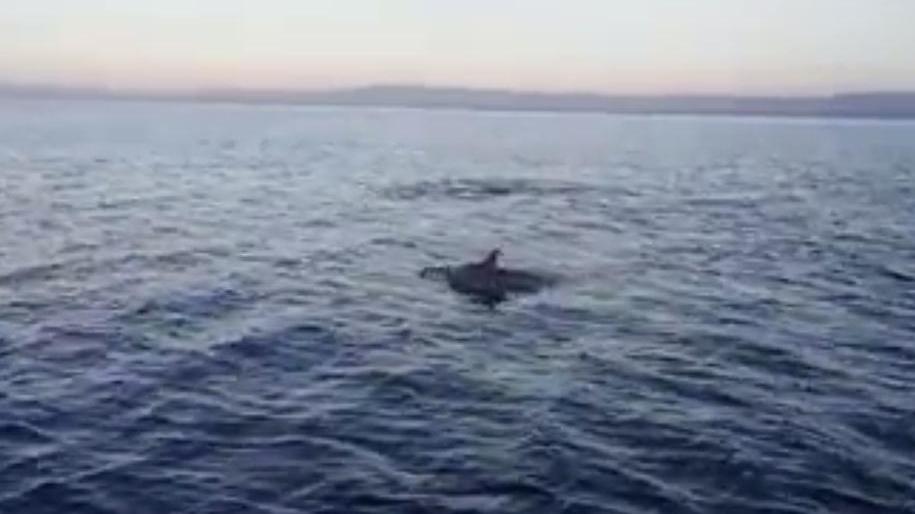 Un momento dell'avvistamento dei delfini