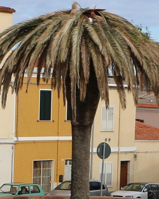 Il punteruolo rosso colpisce a Porto Ercole