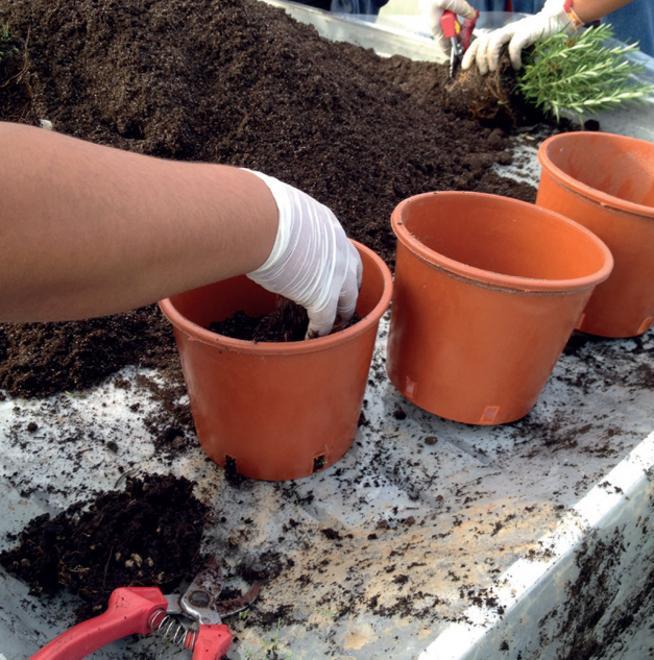 “Romanì”, l’integrazione si coltiva come un frutto 