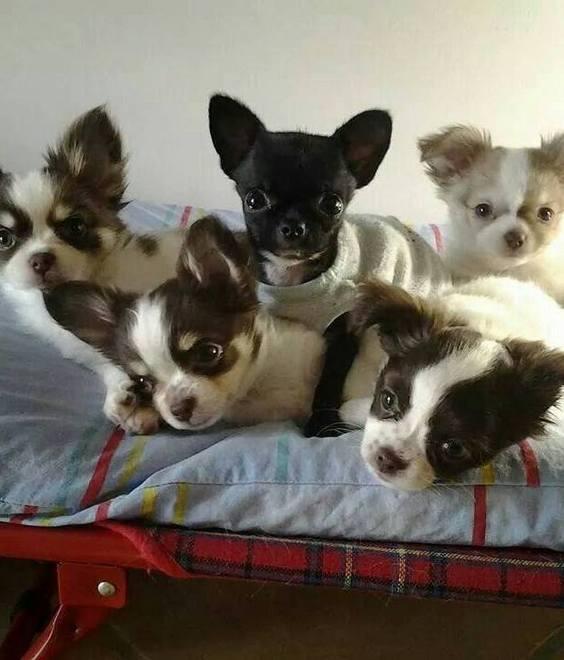 A Serramazzoni sequestro “odissea” per 23 chihuahua 