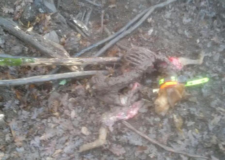 Cani sbranati, è allarme lupi 