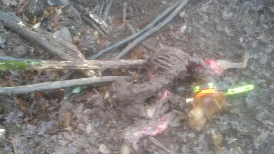 Cani sbranati, è allarme lupi