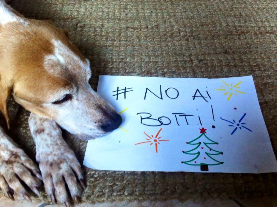 Botti di Capodanno, cani a rischio fuga per la paura
