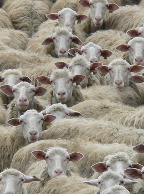 Un gregge di pecore in un'immagine d'archivio
