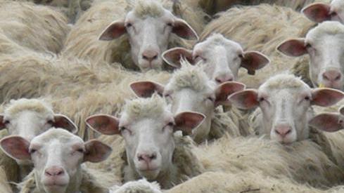 Un gregge di pecore in un'immagine d'archivio