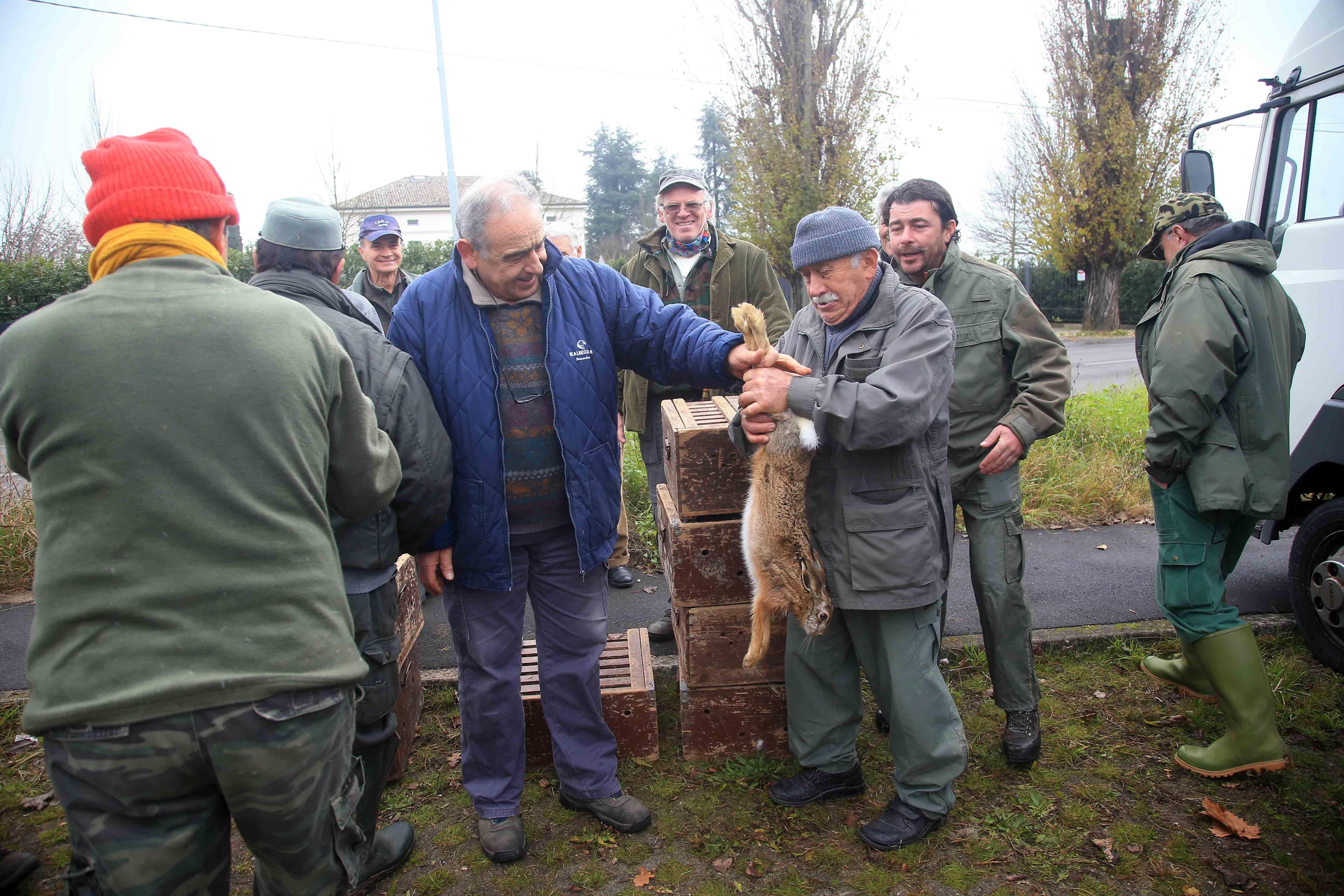 Battuta di cattura per le lepri di Pieve Modolena, molte proteste 