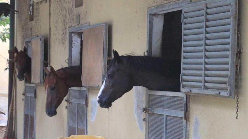 L’ippodromo Caprilli non chiude, salvi al fotofinish cinquanta cavalli