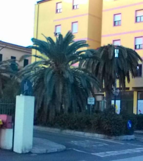 Allarme alla Sghinghetta torna il punteruolo rosso