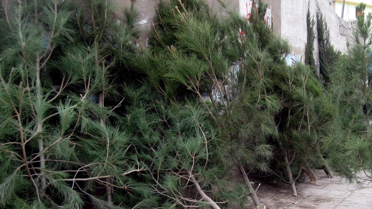 Punti di raccolta a Prato e provincia per gli alberi di Natale