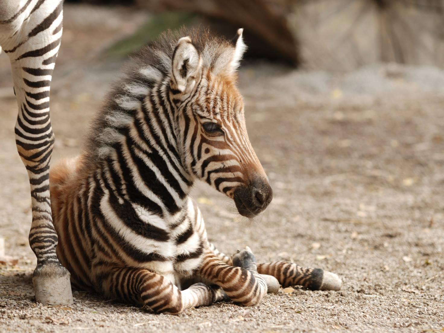 La piccola zebra nata il 30 dicembre scorso allo zoo di Pistoia